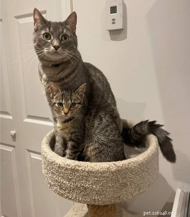16 Adorable Pets That Are Taking the Internet by Storm