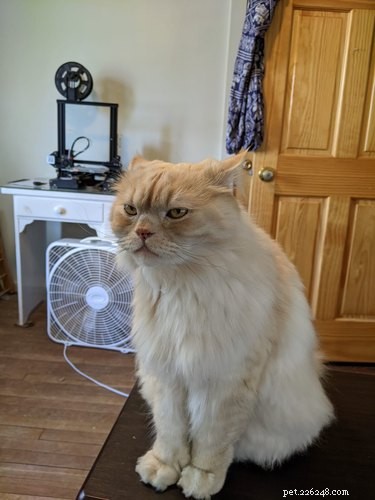 16 Adorable Pets That Are Taking the Internet by Storm