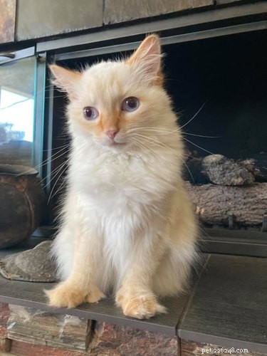 16 Adorable Pets That Are Taking the Internet by Storm