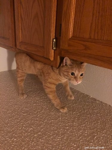 16 Adorable Pets That Are Taking the Internet by Storm