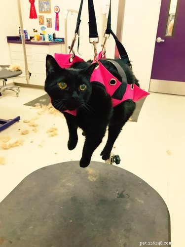 16 Adorable Pets That Are Taking the Internet by Storm