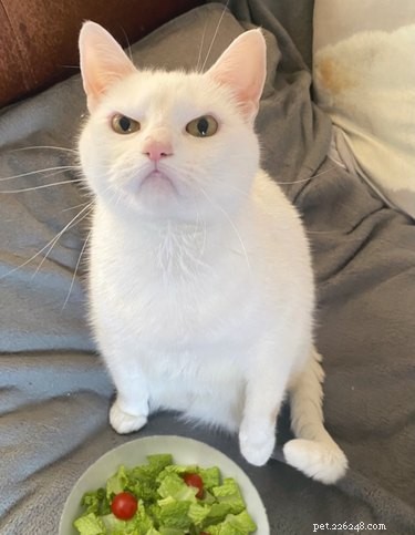 16 Adorable Pets That Are Taking the Internet by Storm