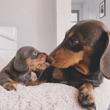 16 Heartwarming Moments of Dogs Cuddling and Kissing Their Best Friends