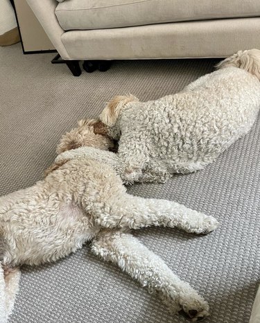 16 Heartwarming Moments of Dogs Cuddling and Kissing Their Best Friends