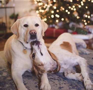 16 Heartwarming Moments of Dogs Cuddling and Kissing Their Best Friends