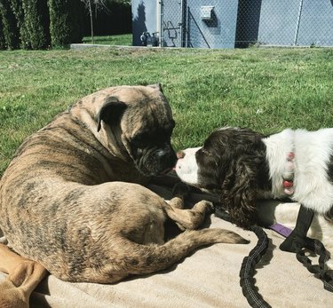 16 Heartwarming Moments of Dogs Cuddling and Kissing Their Best Friends