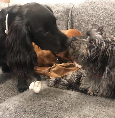 16 Heartwarming Moments of Dogs Cuddling and Kissing Their Best Friends