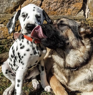 16 Heartwarming Moments of Dogs Cuddling and Kissing Their Best Friends