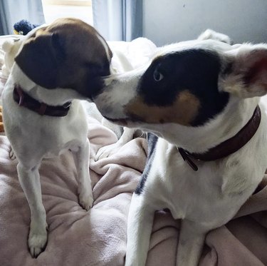 16 Heartwarming Moments of Dogs Cuddling and Kissing Their Best Friends