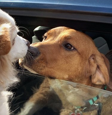 16 Heartwarming Moments of Dogs Cuddling and Kissing Their Best Friends