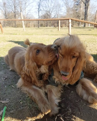 16 Heartwarming Moments of Dogs Cuddling and Kissing Their Best Friends