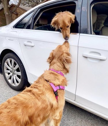 16 Heartwarming Moments of Dogs Cuddling and Kissing Their Best Friends