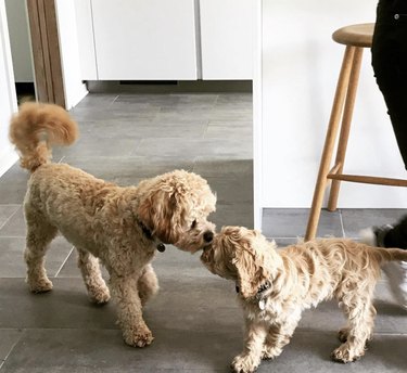 16 Heartwarming Moments of Dogs Cuddling and Kissing Their Best Friends
