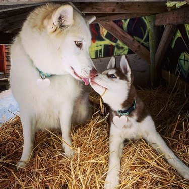 16 Heartwarming Moments of Dogs Cuddling and Kissing Their Best Friends