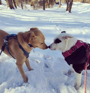 16 Heartwarming Moments of Dogs Cuddling and Kissing Their Best Friends