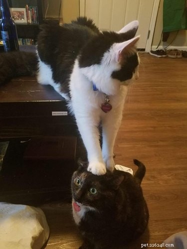 21 Adorable Pets Pulling Mischief That Will Melt Your Heart