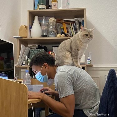 21 Adorable Pets Pulling Mischief That Will Melt Your Heart
