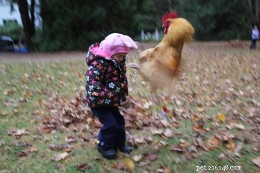 21 Adorable Pets Pulling Mischief That Will Melt Your Heart