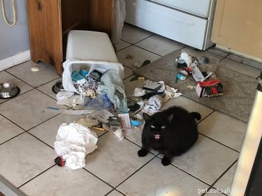 21 Adorable Pets Pulling Mischief That Will Melt Your Heart