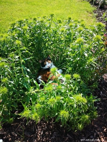 21 Adorable Pets Pulling Mischief That Will Melt Your Heart