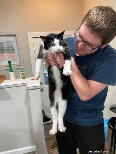 21 Adorable Pets Pulling Mischief That Will Melt Your Heart