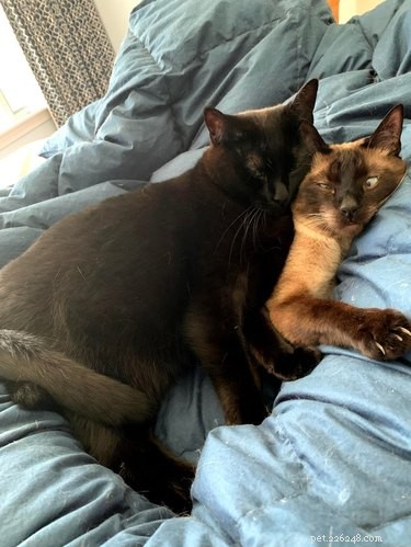 21 Adorable Pets Pulling Mischief That Will Melt Your Heart