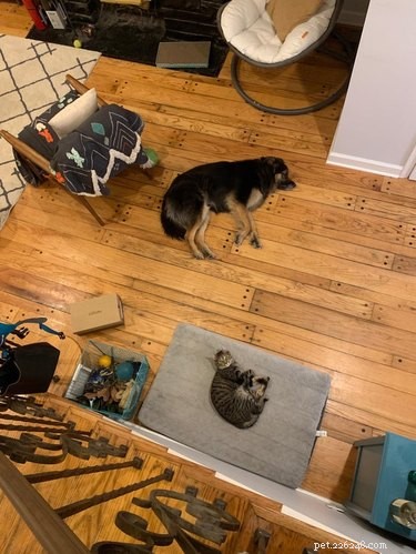 21 Adorable Pets Pulling Mischief That Will Melt Your Heart
