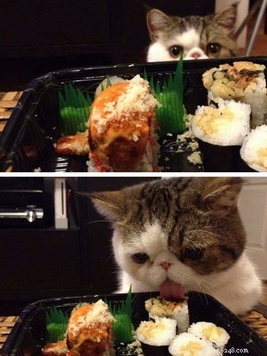 21 Adorable Pets Pulling Mischief That Will Melt Your Heart
