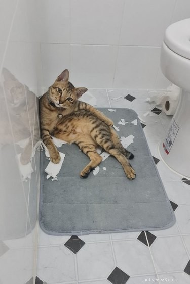 21 Adorable Pets Pulling Mischief That Will Melt Your Heart