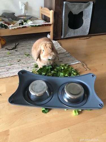 21 Adorable Pets Pulling Mischief That Will Melt Your Heart