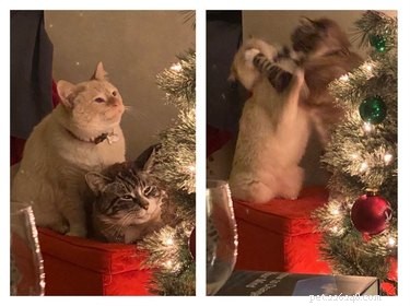21 Adorable Pets Pulling Mischief That Will Melt Your Heart