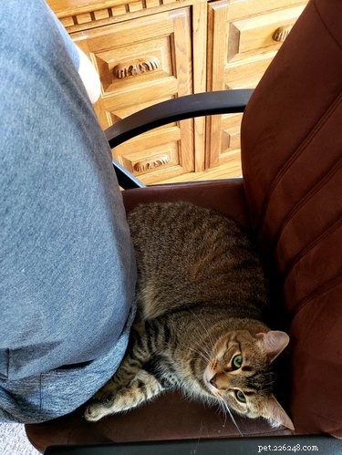 21 Adorable Pets Pulling Mischief That Will Melt Your Heart