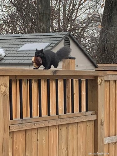 21 Adorable Pets Pulling Mischief That Will Melt Your Heart
