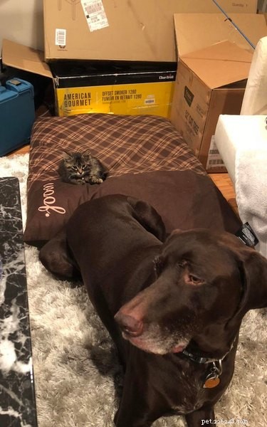 21 Adorable Pets Pulling Mischief That Will Melt Your Heart