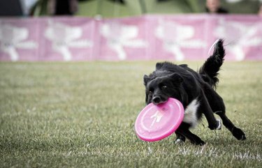 17 Dogs Mastering Frisbee Catching: A Showcase of Agility and Skill