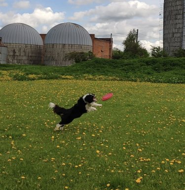 17 Dogs Mastering Frisbee Catching: A Showcase of Agility and Skill