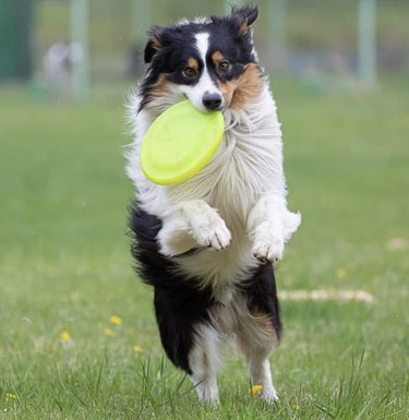 17 Dogs Mastering Frisbee Catching: A Showcase of Agility and Skill