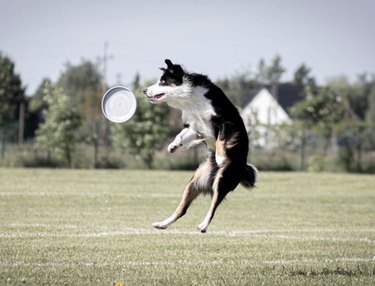 17 Dogs Mastering Frisbee Catching: A Showcase of Agility and Skill
