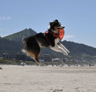 17 Dogs Mastering Frisbee Catching: A Showcase of Agility and Skill