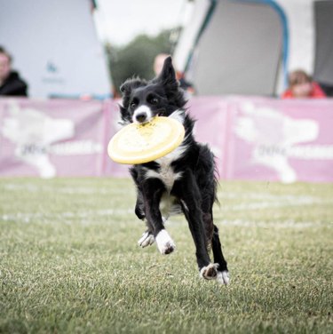 17 Dogs Mastering Frisbee Catching: A Showcase of Agility and Skill