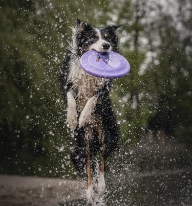 17 Dogs Mastering Frisbee Catching: A Showcase of Agility and Skill