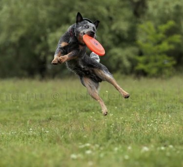17 Dogs Mastering Frisbee Catching: A Showcase of Agility and Skill