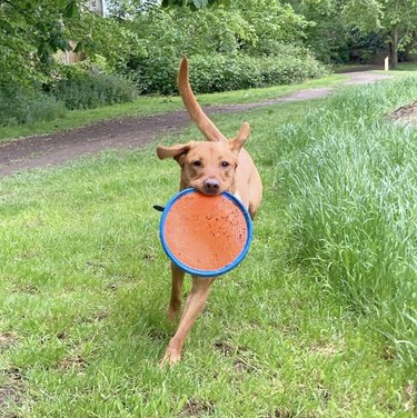 17 Dogs Mastering Frisbee Catching: A Showcase of Agility and Skill