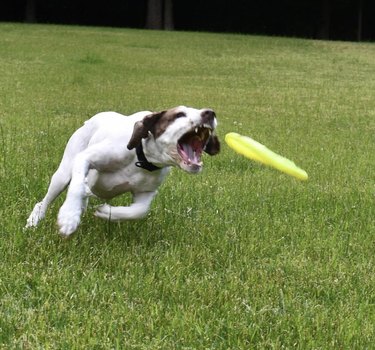 17 Dogs Mastering Frisbee Catching: A Showcase of Agility and Skill