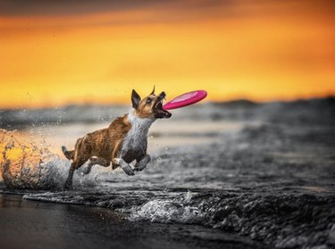 17 Dogs Mastering Frisbee Catching: A Showcase of Agility and Skill