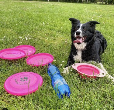 17 Dogs Mastering Frisbee Catching: A Showcase of Agility and Skill
