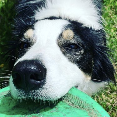 17 Dogs Mastering Frisbee Catching: A Showcase of Agility and Skill