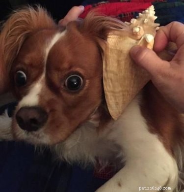 Elevate Your Mood with 20 Uplifting Pet Photos