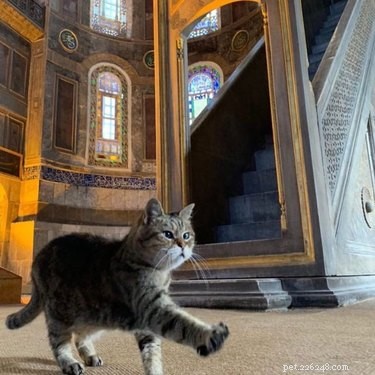 Elevate Your Mood with 20 Uplifting Pet Photos