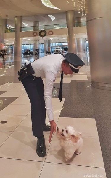 Elevate Your Mood with 20 Uplifting Pet Photos